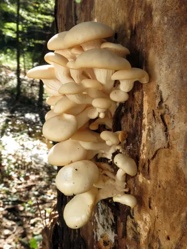 Oyster Mushroom (Pleurotus ostreatus), photo