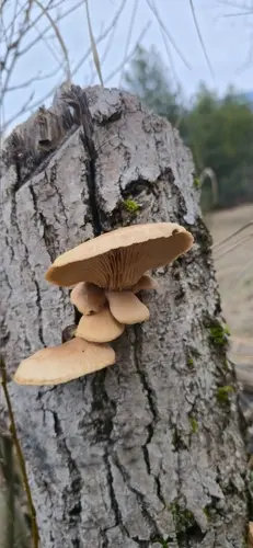 Aspen Oyster Mushroom (Pleurotus populinus), photo