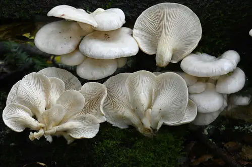 Pale Oyster (Pleurotus pulmonarius), photo