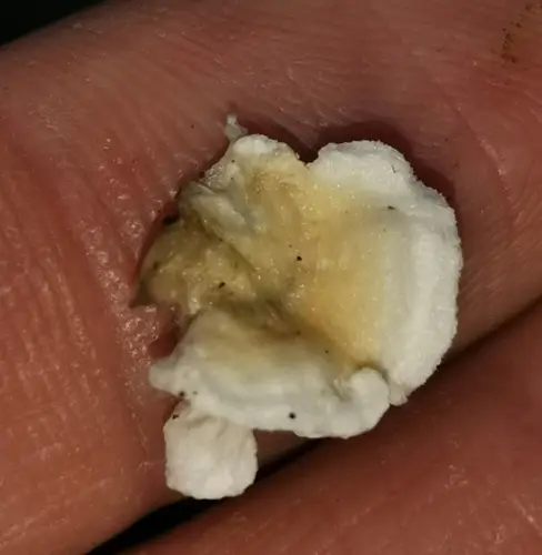 Snow-White Crust (Plicatura nivea), photo