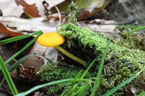 Pluteus admirabilis (Pluteus admirabilis), photo