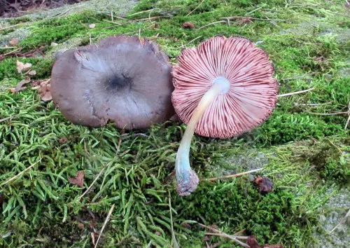 Pluteus americanus (Pluteus americanus), photo