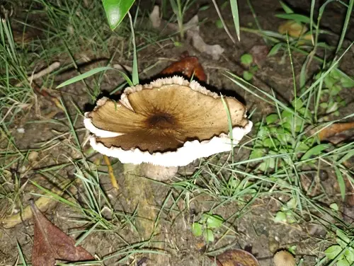 Blackedged Shield (Pluteus atromarginatus), photo