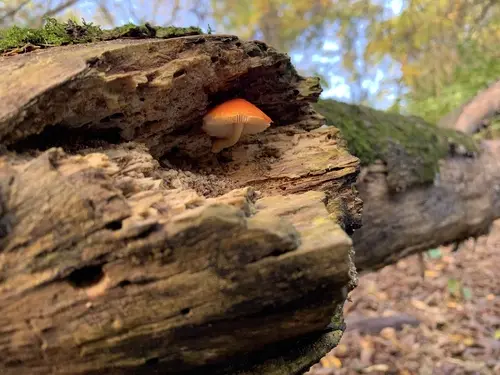 Flame Shield (Pluteus aurantiorugosus), photo