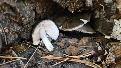Pluteus brunneidiscus (Pluteus brunneidiscus), photo