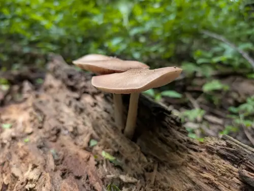 Deer Mushroom (Pluteus cervinus), photo