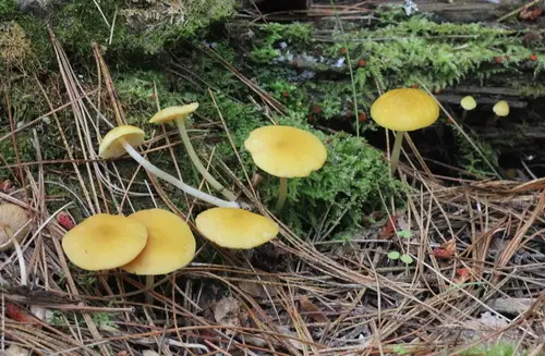 Yellow Shield (Pluteus chrysophaeus), photo