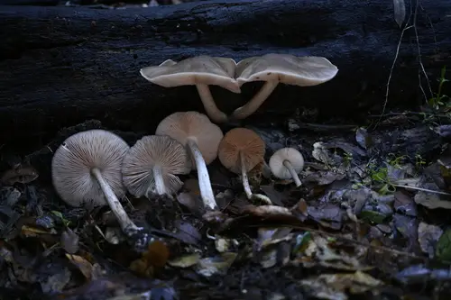 Western Deer Mushroom (Pluteus exilis), photo