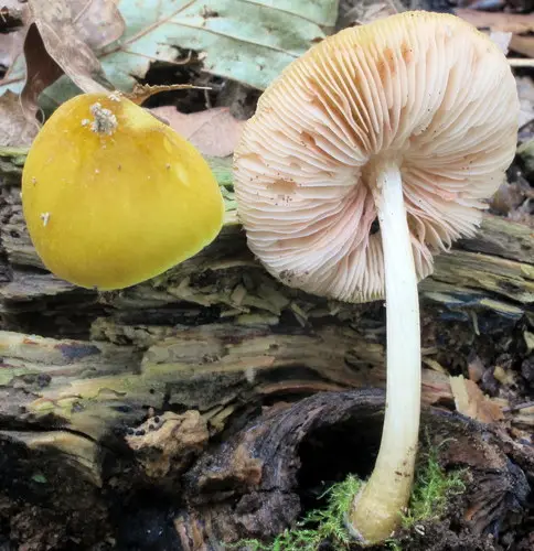Pluteus flavofuligineus (Pluteus flavofuligineus), photo