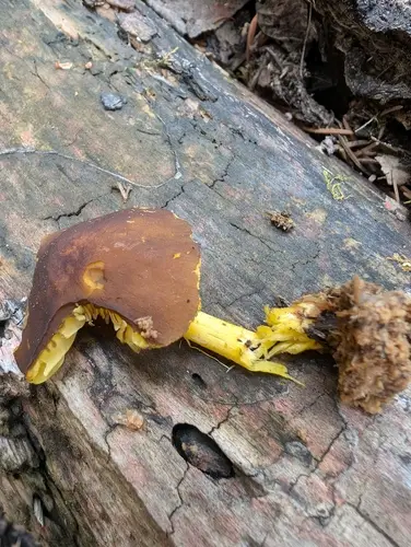 Pluteus fulvibadius (Pluteus fulvibadius), photo