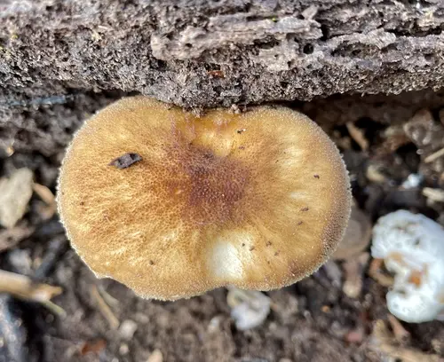 Pluteus granularis (Pluteus granularis), photo