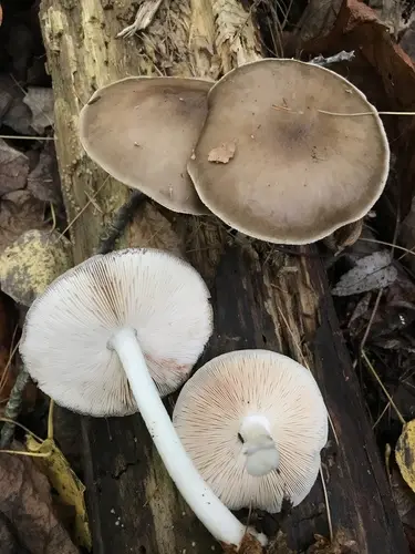 Pluteus hongoi (Pluteus hongoi), photo