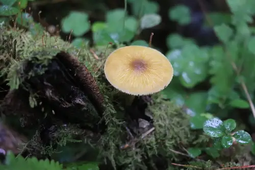 Lion Shield (Pluteus leoninus), photo