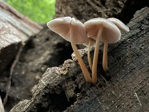 Pleated Pluteus (Pluteus longistriatus), photo