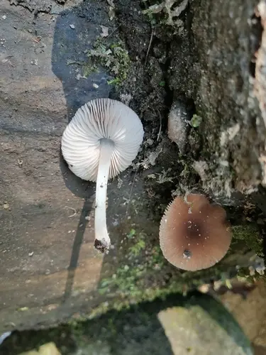Dwarf Shield (Pluteus nanus), photo