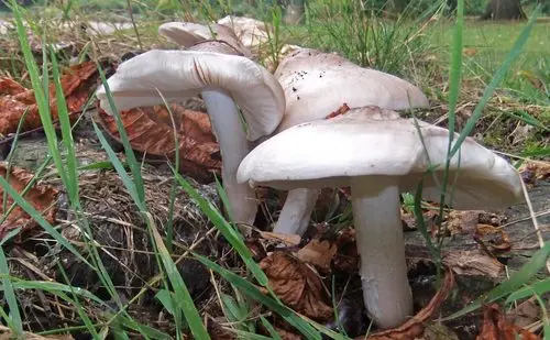 Ghost Shield (Pluteus pellitus), photo