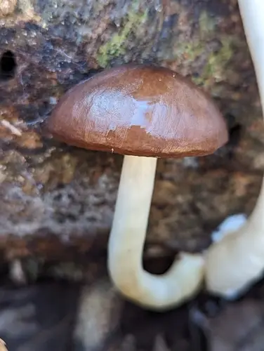Patrician Deer Mushroom (Pluteus petasatus), photo