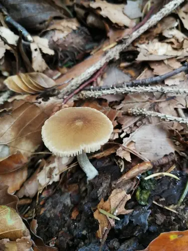 Wrinkled Shield (Pluteus phlebophorus), photo