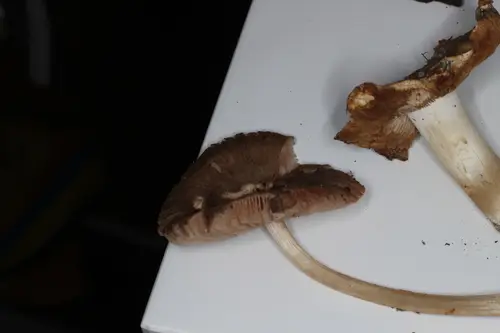 Satin Shield (Pluteus plautus), photo
