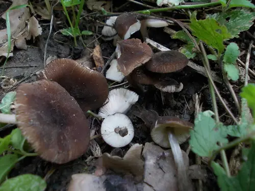 Pluteus podospileus (Pluteus podospileus), photo