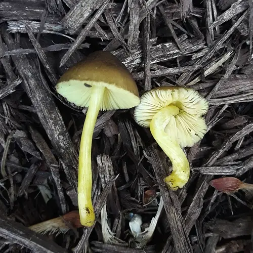 Goldleaf Shield (Pluteus romellii), photo