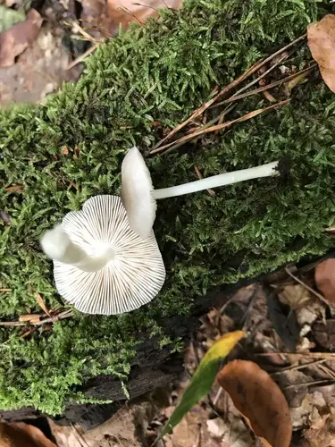 Willow Shield (Pluteus salicinus), photo
