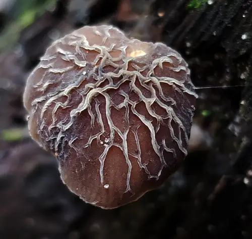 Veined Shield (Pluteus thomsonii), photo