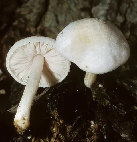 Small White Deer Mushroom (Pluteus tomentosulus), photo