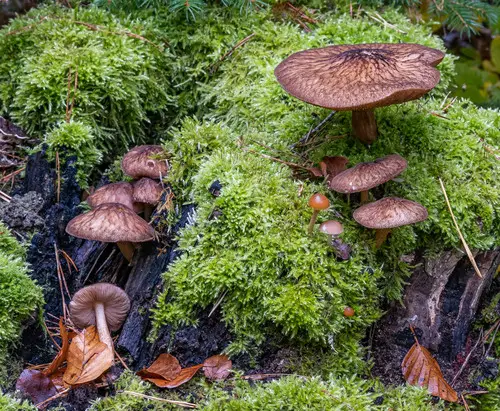 Velvet Shield (Pluteus umbrosus), photo
