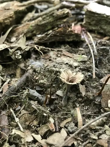 Podoscypha ravenelii (Podoscypha ravenelii), photo