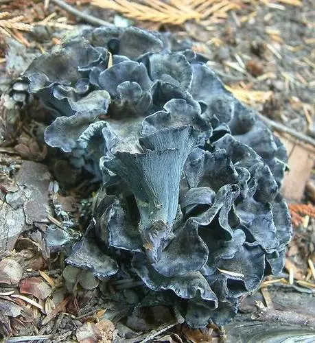 Blue Chanterelle (Polyozellus multiplex), photo