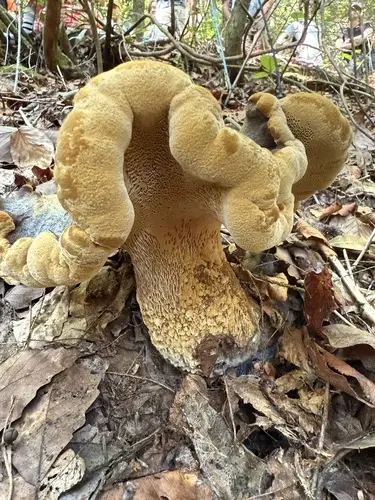 Polyporoletus sublividus (Polyporoletus sublividus), photo