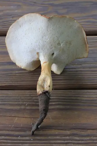 Rooting Polypore (Polyporus radicatus), photo