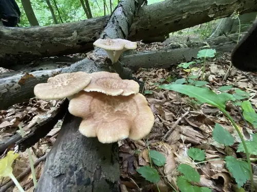 Tuberous Polypore (Polyporus tuberaster), photo