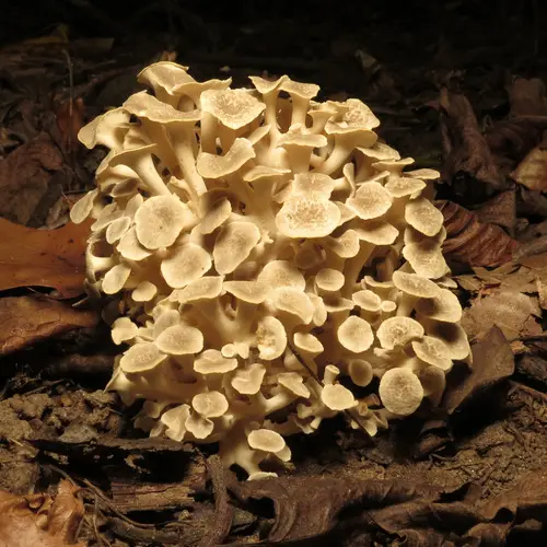 Umbrella Polypore (Polyporus umbellatus), photo