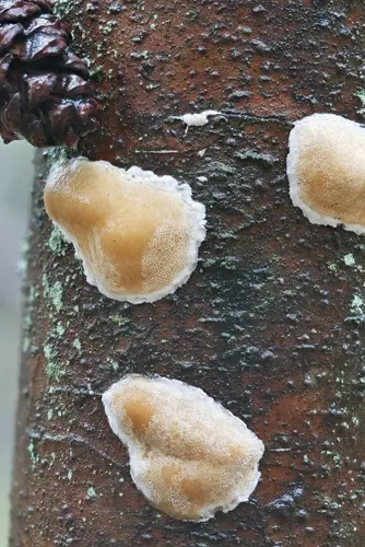 Stringy Butt Rot (Poriella subacida), photo