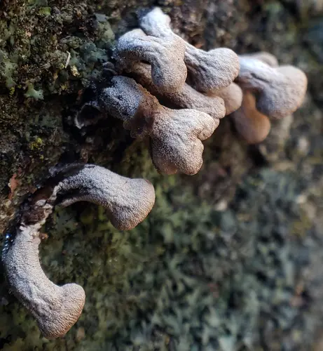 Pendulous-Disc Polypore (Porodisculus pendulus), photo