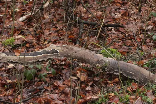 Porostereum spadiceum (Porostereum spadiceum), photo