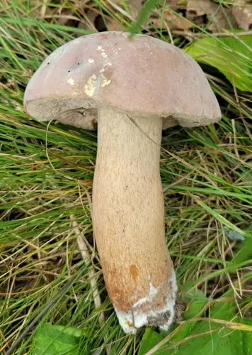 Porphyrellus indecisus (Porphyrellus indecisus), photo