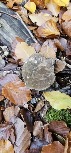 Dusky Bolete (Porphyrellus porphyrosporus), photo