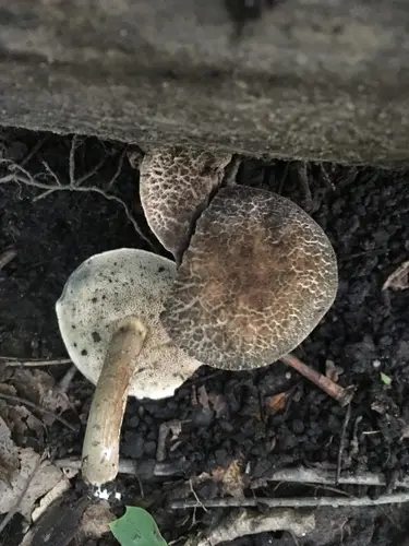 Porphyrellus sordidus (Porphyrellus sordidus), photo