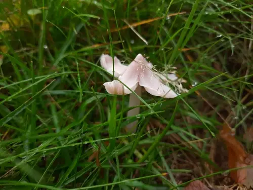 Ballerina Waxcap (Porpolomopsis calyptriformis), photo