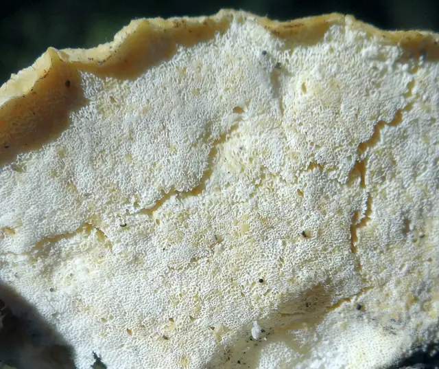 Postia fragilis (Postia fragilis), photo