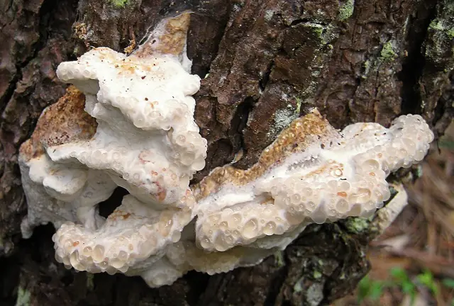 Postia guttulata (Postia guttulata), photo