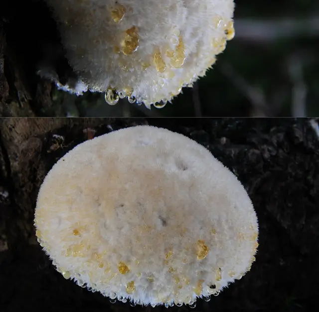 Powderpuff Bracket (Postia ptychogaster), photo
