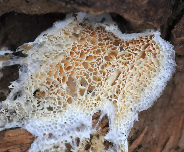 Postia sericeomollis (Postia sericeomollis), photo