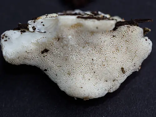 Greyling Bracket (Postia tephroleuca), photo