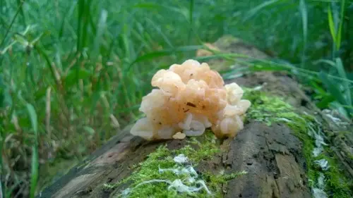 Protohydnum album (Protohydnum album), photo