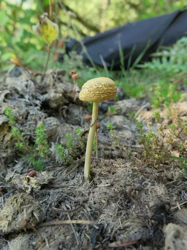 Dung Roundhead (Protostropharia semiglobata), photo