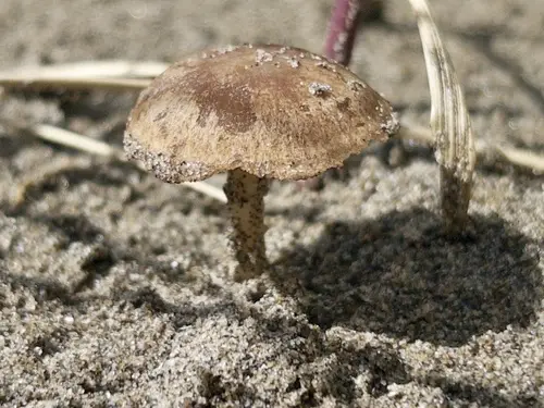 Beach Brittlestem (Psathyrella ammophila), photo